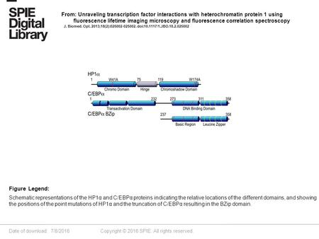 Date of download: 7/8/2016 Copyright © 2016 SPIE. All rights reserved. Schematic representations of the HP1α and C/EBPα proteins indicating the relative.