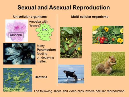 Sexual and Asexual Reproduction The following slides and video clips involve cellular reproduction Unicellular organismsMulti-cellular organisms Amoeba.