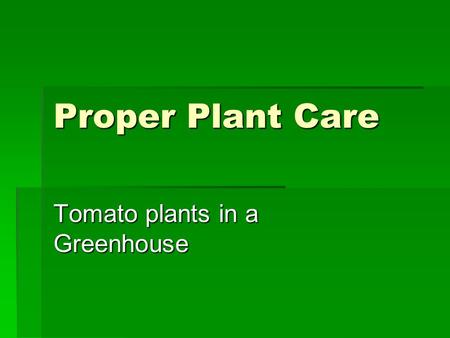 Proper Plant Care Tomato plants in a Greenhouse. Things to consider when planting.  Watering  Temperature  Nutrients.