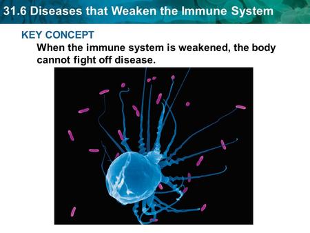 31.6 Diseases that Weaken the Immune System KEY CONCEPT When the immune system is weakened, the body cannot fight off disease.