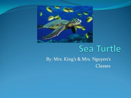 By: Mrs. King’s & Mrs. Nguyen’s Classes. What It Looks Like (Characteristics) The sea turtle is a reptile. It is covered with hard scales made of keratin.