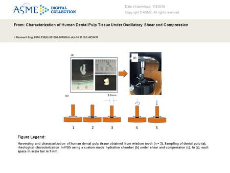 Date of download: 7/8/2016 Copyright © ASME. All rights reserved. From: Characterization of Human Dental Pulp Tissue Under Oscillatory Shear and Compression.