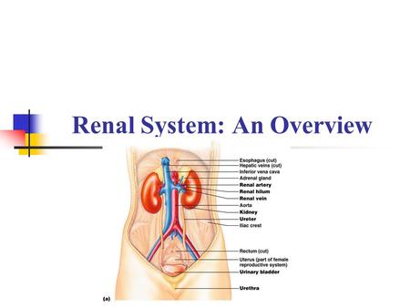 Renal System: An Overview