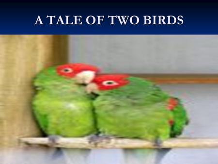 A TALE OF TWO BIRDS.