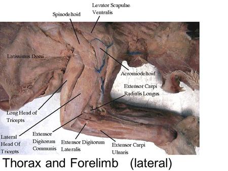 Thorax and Forelimb (lateral). 1a Spinotrapezius 1b Acromiotrapezius 1c Clavotrapezius.