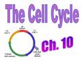 (AKA--Mitotic Phase) Period of cell growth and development that precedes mitosis and follows CYTOKINESIS (cell splitting) Longest phase of the cell.