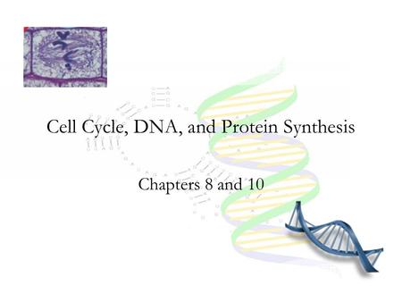 Cell Cycle, DNA, and Protein Synthesis Chapters 8 and 10.