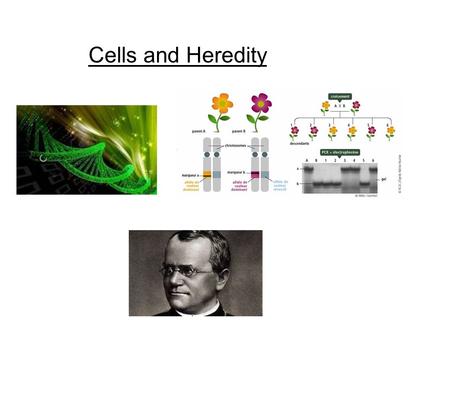 Cells and Heredity. Engagement: Making Baby Faces widow's peak cleft chin dimples.