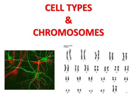 CELL TYPES & CHROMOSOMES. Gametes are sex cells (egg & sperm) Somatic cells are body cells.