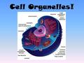 Cell Organelles!. First, what are cells? Smallest living unit. Most are microscopic.