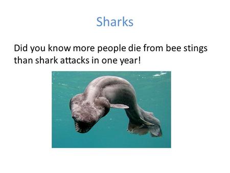 Sharks Did you know more people die from bee stings than shark attacks in one year!