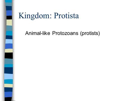 Kingdom: Protista Animal-like Protozoans (protists)