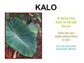 E kanu I ka huli ‘oi ha‘ule ka ua Plant the taro stalks where there is rain Do your work when opportunity affords. KALO.