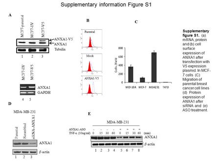 Supplementary information Figure S1 Parental Mock ANXA1-V5 GAPDH MCF7-EV MCF7-V5 4 5 ANXA1 ANXA1-V5 Tubulin MCF7-parental MCF7-EV MCF7-V5 1 2 3 A B C ANXA1.