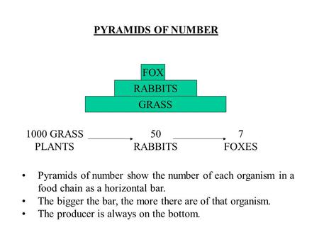 PYRAMIDS OF NUMBER GRASS FOX RABBITS 1000 GRASS PLANTS 50 RABBITS 7 FOXES Pyramids of number show the number of each organism in a food chain as a horizontal.