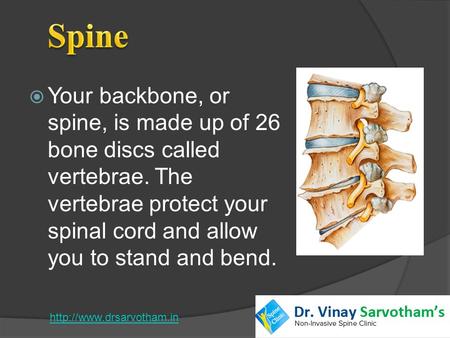  Your backbone, or spine, is made up of 26 bone discs called vertebrae. The vertebrae protect your spinal cord and allow you to stand and bend.