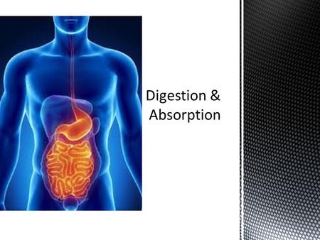  The contraction of circular and longitudinal muscle layers of the small intestine mixes the food with enzymes and moves it along the gut  The pancreas.