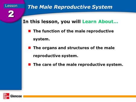 The Male Reproductive System In this lesson, you will Learn About… The function of the male reproductive system. The organs and structures of the male.