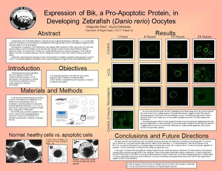 Expression of Bik, a Pro-Apoptotic Protein, in Developing Zebrafish (Danio rerio) Oocytes Magnolia Klee*, Alyce DeMarais University of Puget Sound, 1500.