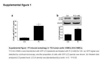 Supplemental figure 1 ab CtrlPi 10 20 30 40 50 * %Cells with GFP-LC3 puncta  -actin LC3I LC3II Ctrl Pi (3 mM) CtrlPi 0.5 1.0 1.5 2.0 2.5 * LC3-II protein.