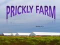 Бекман А. А.. Visit Prickly Farm and …  feed and wash a horse  help to milk a cow  watch ostriches and their chicks  ride a donkey  walk.