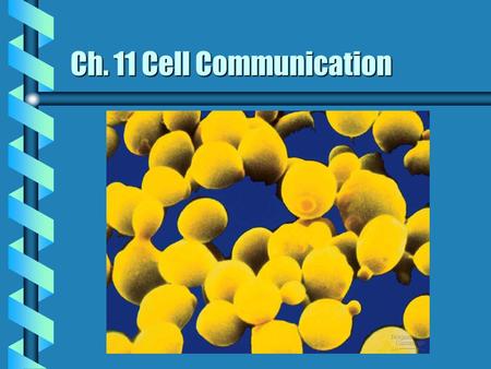 Ch. 11 Cell Communication. Signal transduction  The process by which a signal on a cell’s surface is converted into a specific cellular response  involves.