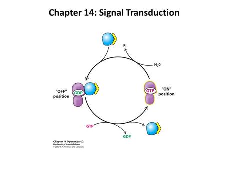 Chapter 14: Signal Transduction