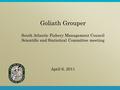 Goliath Grouper South Atlantic Fishery Management Council Scientific and Statistical Committee meeting April 6, 2011.