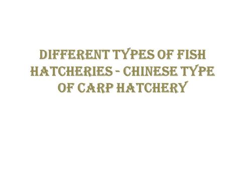 Different types of fish hatcheries - Chinese type of carp hatchery