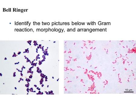 Bell Ringer Identify the two pictures below with Gram reaction, morphology, and arrangement.