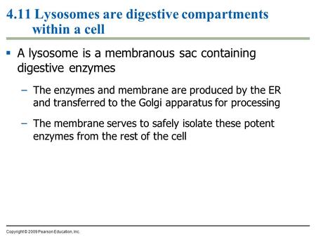 4.11 Lysosomes are digestive compartments within a cell  A lysosome is a membranous sac containing digestive enzymes –The enzymes and membrane are produced.