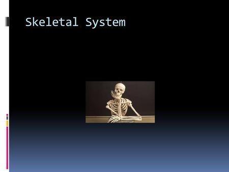 Skeletal System.  Do you think there is an age where it is okay to not be physically fit?