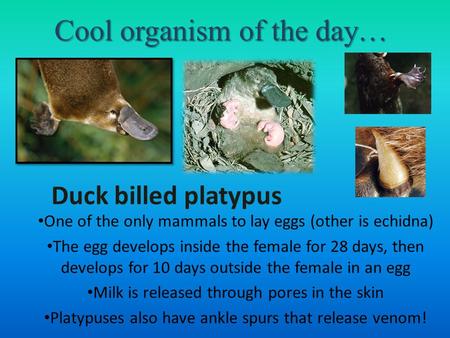 Cool organism of the day… One of the only mammals to lay eggs (other is echidna) The egg develops inside the female for 28 days, then develops for 10 days.