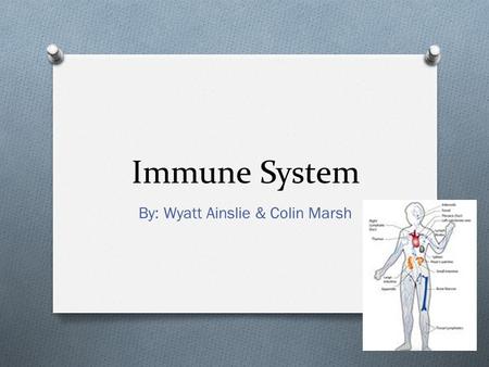 Immune System By: Wyatt Ainslie & Colin Marsh. Lesson Plan O Present O Present poster/model O Handout wrkst O Do Wrkst.