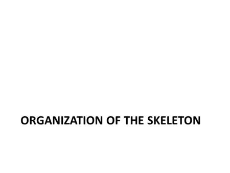 ORGANIZATION OF THE SKELETON. Organization Skeleton – interconnected frame containing 206 bones Axial skeleton – contains bones that lie within the midvertical.