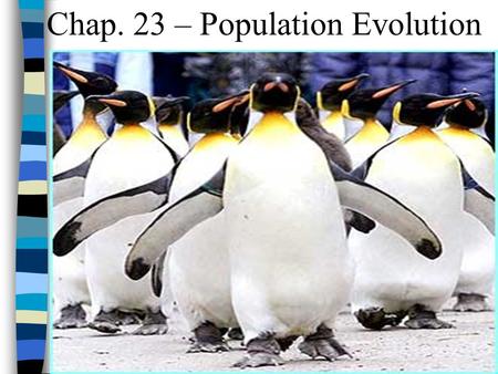 Chap. 23 – Population Evolution. How do Populations evolve? Before Drought After Drought Some characteristics become: More/Less common within the.