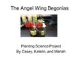 The Angel Wing Begonias Planting Science Project By Casey, Katelin, and Mariah.