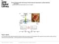 Date of download: 7/9/2016 Copyright © 2016 SPIE. All rights reserved. (a) Schematic of the optical-resolution photoacoustic microscope. (b) Photograph.