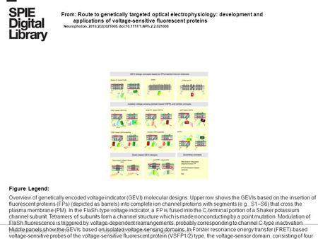 Date of download: 7/9/2016 Copyright © 2016 SPIE. All rights reserved. Overview of genetically encoded voltage indicator (GEVI) molecular designs: Upper.