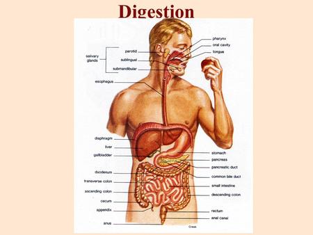 Digestion. Purpose of digestive system: to break down food into small enough molecules that the cells can absorb the nutrients and eliminate wastes.