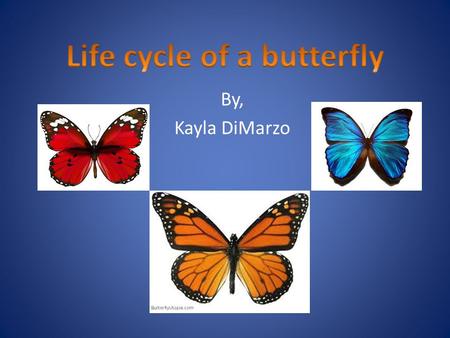 By, Kayla DiMarzo. Complete life cycle of a butterfly 4 Stages of development.