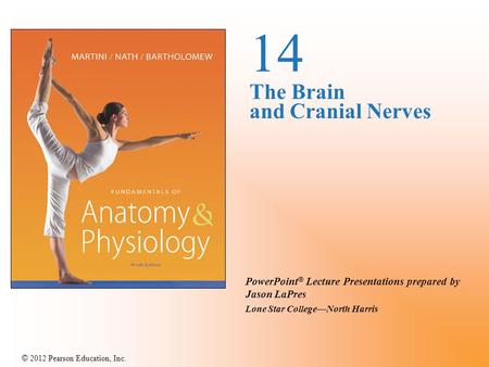 14 The Brain and Cranial Nerves.