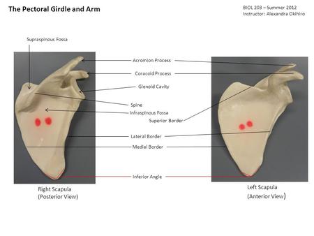 The Pectoral Girdle and Arm BIOL 203 – Summer 2012 Instructor: Alexandra Okihiro Right Scapula (Posterior View) Left Scapula (Anterior View ) Acromion.