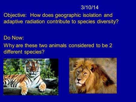 3/10/14 Objective: How does geographic isolation and adaptive radiation contribute to species diversity? Do Now: Why are these two animals considered to.