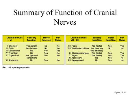 Summary of Function of Cranial Nerves Figure 13.5b.