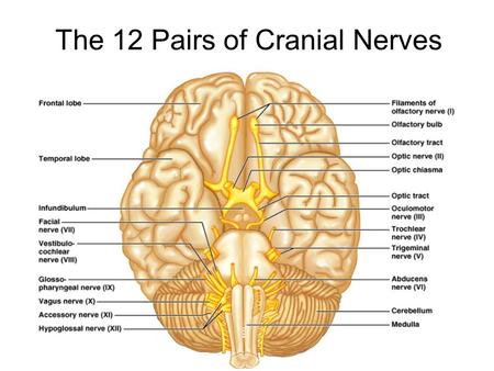 The 12 Pairs of Cranial Nerves Figure 14.8. I. OLFACTORY Sense of smell. Outside of the CNS they are called olfactory nerves, and inside of the CNS they.