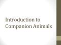 Introduction to Companion Animals. Companion Animals How many of you own pets? What pets do you own?