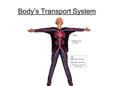 Body’s Transport System. WARM-UP 12/13/11 1. What are the 3 functions of the cardiovascular system? 2. What is carried in the blood as needed material?