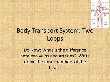 Body Transport System: Two Loops Do Now: What is the difference between veins and arteries? Write down the four chambers of the heart.