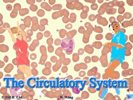 © SSER Ltd. B. Wing. The circulatory system is also known as the cardiovascular system. It consists of… 3. The Heart1. Blood2. Blood Vessels The three.